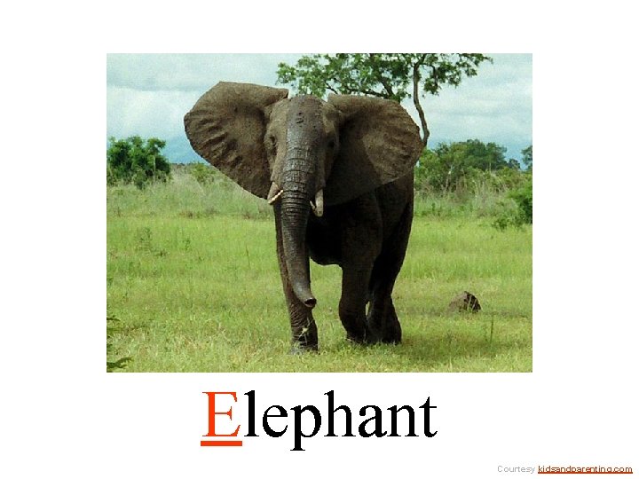 Elephant Courtesy kidsandparenting. com 