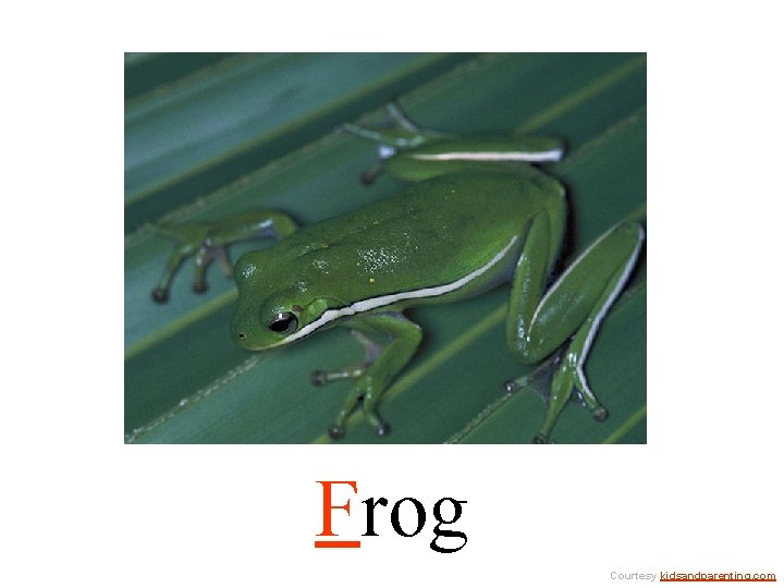 Frog Courtesy kidsandparenting. com 