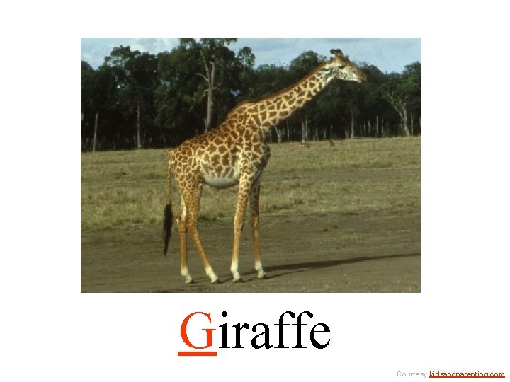 Giraffe Courtesy kidsandparenting. com 