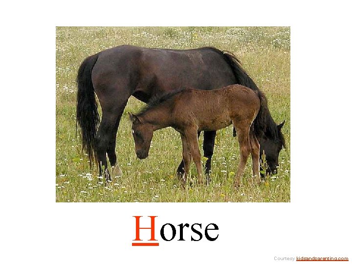 Horse Courtesy kidsandparenting. com 