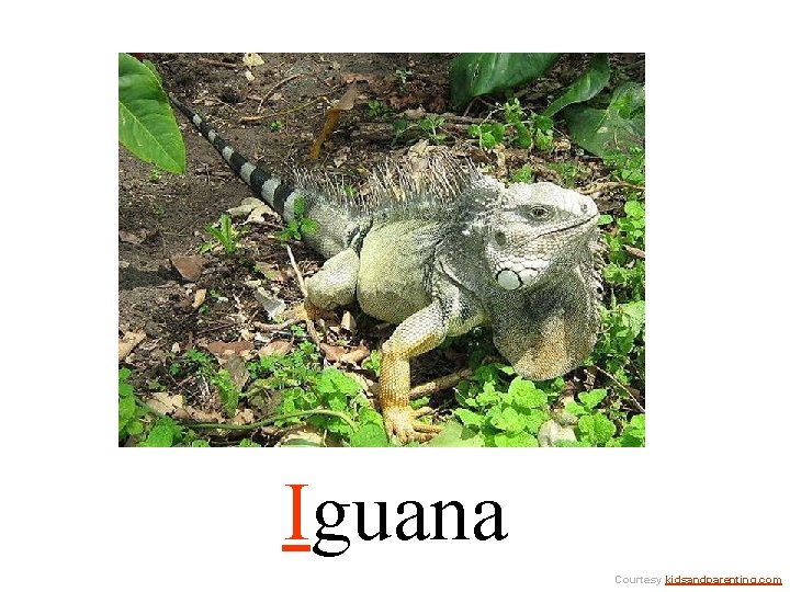 Iguana Courtesy kidsandparenting. com 