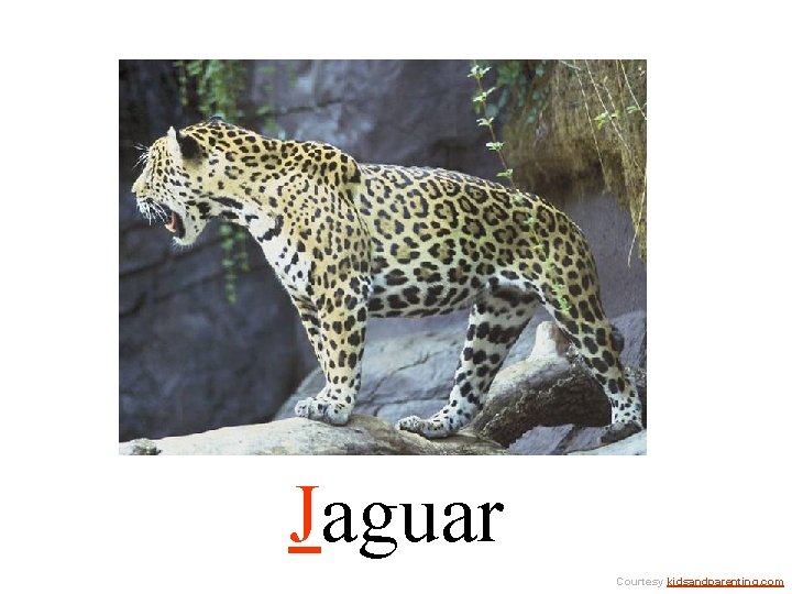 Jaguar Courtesy kidsandparenting. com 