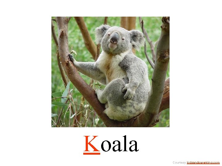 Koala Courtesy kidsandparenting. com 