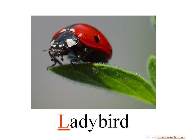 Ladybird Courtesy kidsandparenting. com 