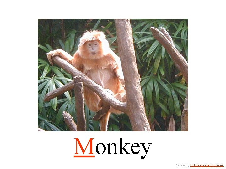 Monkey Courtesy kidsandparenting. com 