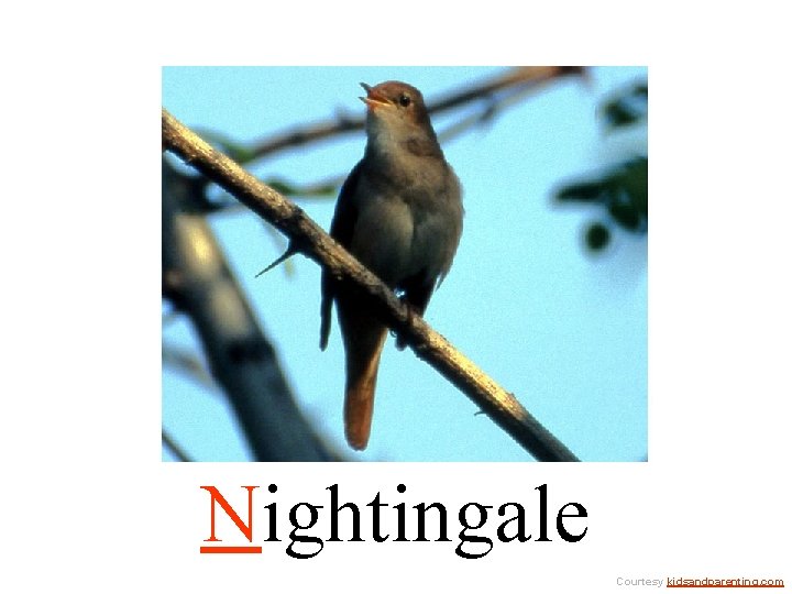 Nightingale Courtesy kidsandparenting. com 