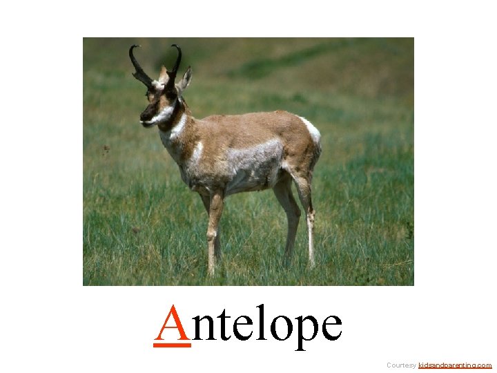Antelope Courtesy kidsandparenting. com 