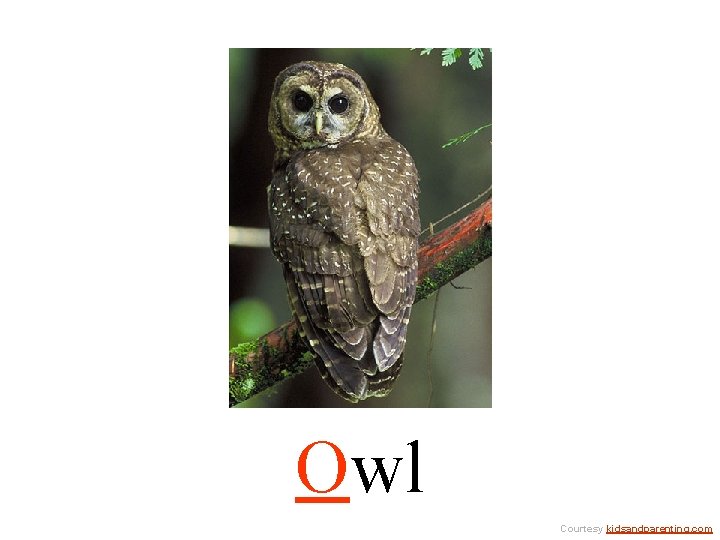 Owl Courtesy kidsandparenting. com 