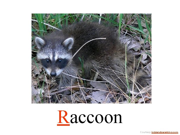 Raccoon Courtesy kidsandparenting. com 