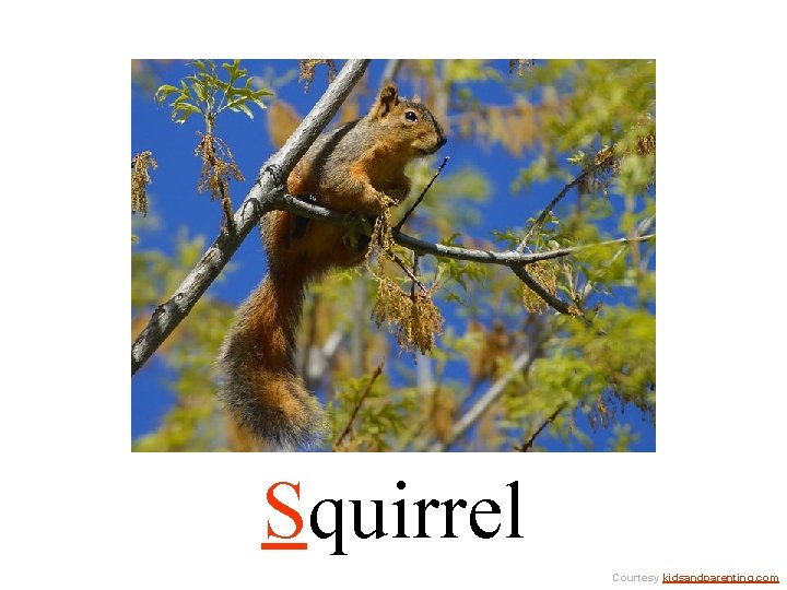 Squirrel Courtesy kidsandparenting. com 