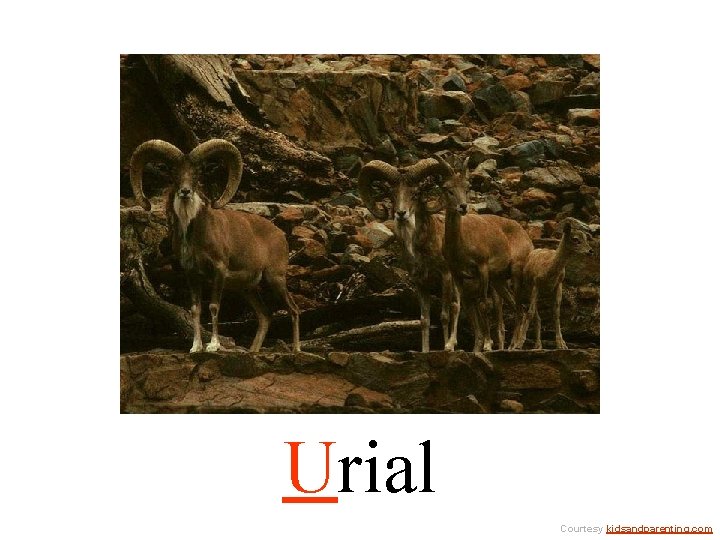 Urial Courtesy kidsandparenting. com 