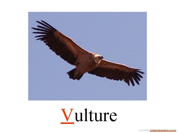 Vulture Courtesy kidsandparenting. com 