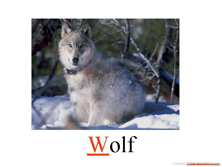 Wolf Courtesy kidsandparenting. com 