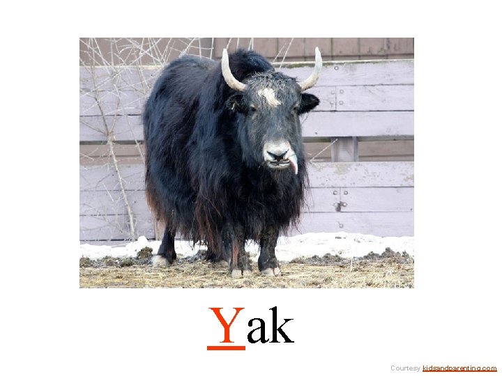 Yak Courtesy kidsandparenting. com 