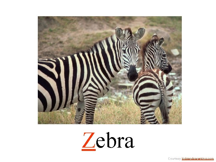 Zebra Courtesy kidsandparenting. com 