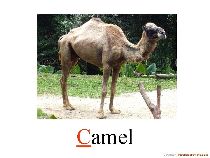 Camel Courtesy kidsandparenting. com 