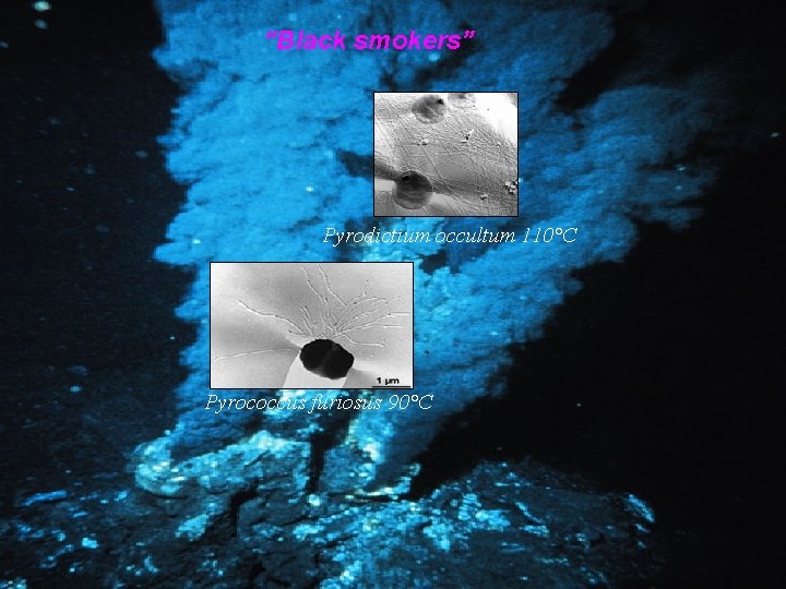 “Black smokers” Pyrodictium occultum 110°C Pyrococcus furiosus 90°C 