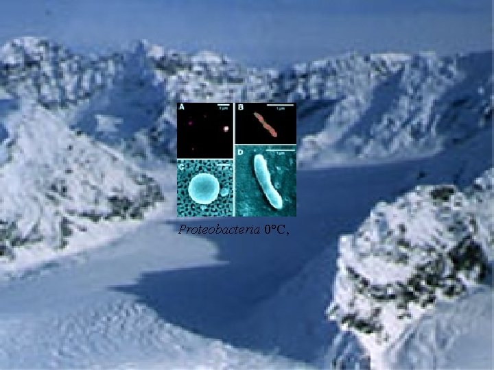 Proteobacteria 0°C, 