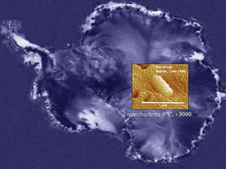 Proteobacteria 0°C, - 3000 m 