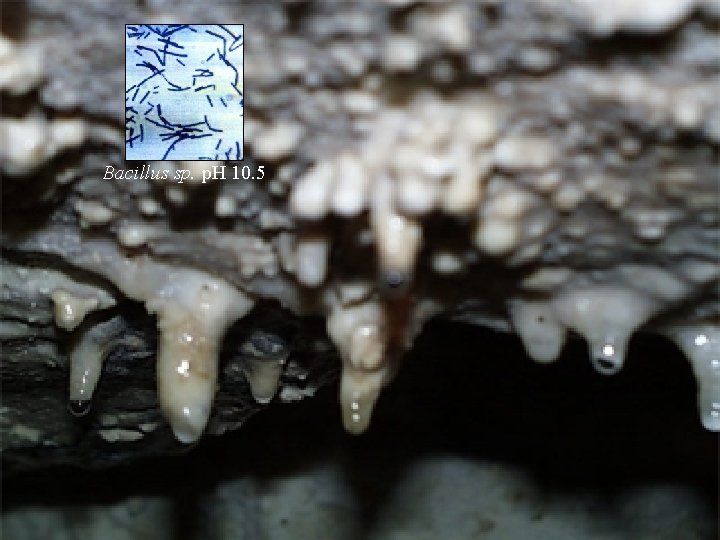 Bacillus sp. p. H 10. 5 