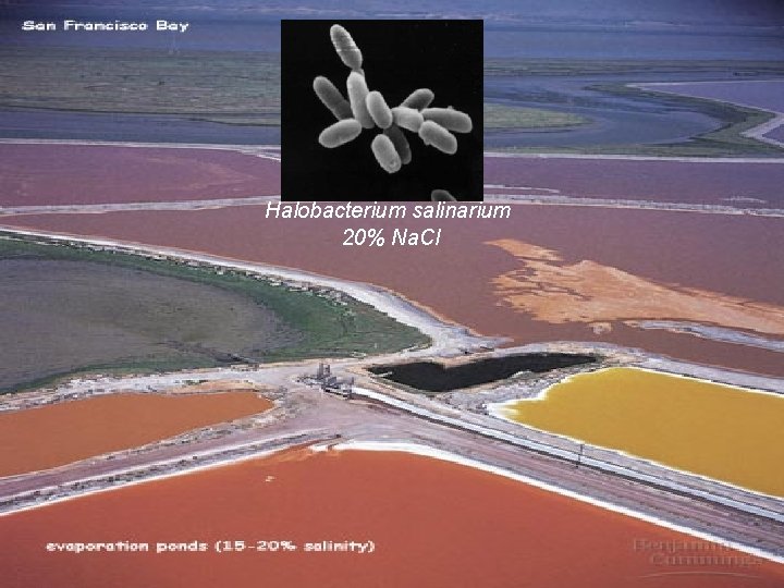 Halobacterium salinarium 20% Na. Cl 