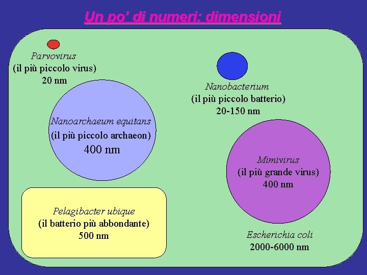 Un po’ di numeri: dimensioni Parvovirus (il più piccolo virus) 20 nm Nanoarchaeum equitans