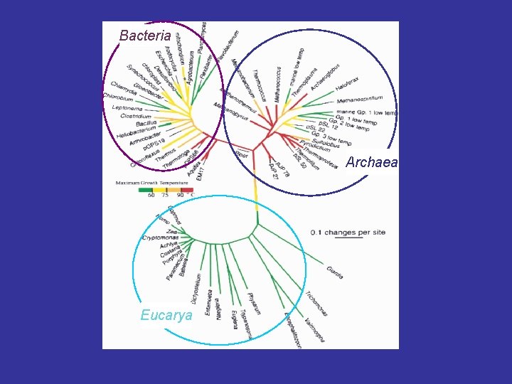 Bacteria Archaea Eucarya 