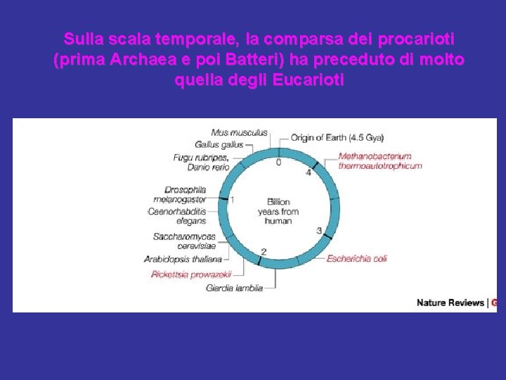 Sulla scala temporale, la comparsa dei procarioti (prima Archaea e poi Batteri) ha preceduto