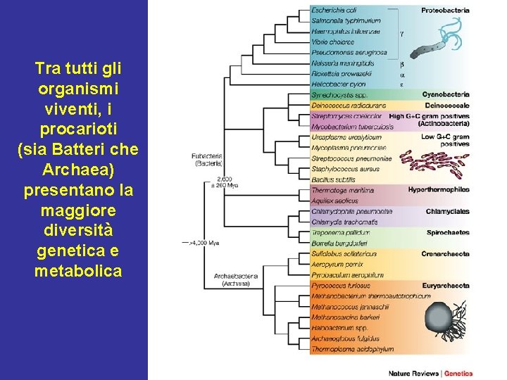 Tra tutti gli organismi viventi, i procarioti (sia Batteri che Archaea) presentano la maggiore