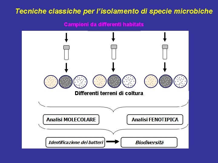 Tecniche classiche per l’isolamento di specie microbiche Campioni da differenti habitats Differenti terreni di