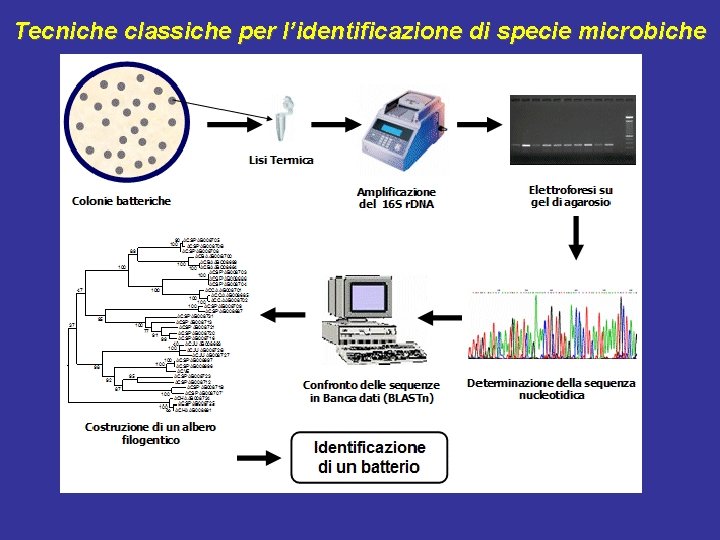 Tecniche classiche per l’identificazione di specie microbiche 