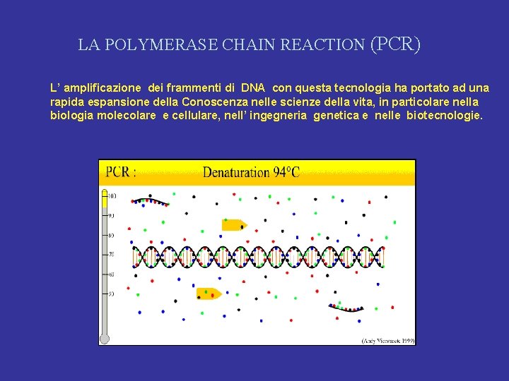 LA POLYMERASE CHAIN REACTION (PCR) L’ amplificazione dei frammenti di DNA con questa tecnologia