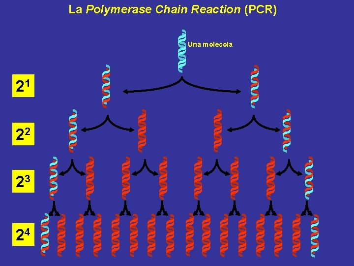 La Polymerase Chain Reaction (PCR) Una molecola 21 22 23 24 