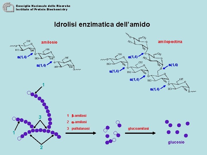 Consiglio Nazionale delle Ricerche Institute of Protein Biochemistry Idrolisi enzimatica dell’amido amilopectina amilosio (1,