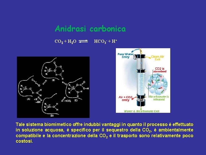 Anidrasi carbonica CO 2 + H 2 O HCO 3 - + H+ Tale