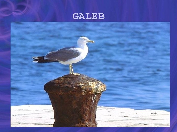 GALEB 