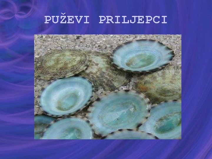 PUŽEVI PRILJEPCI 