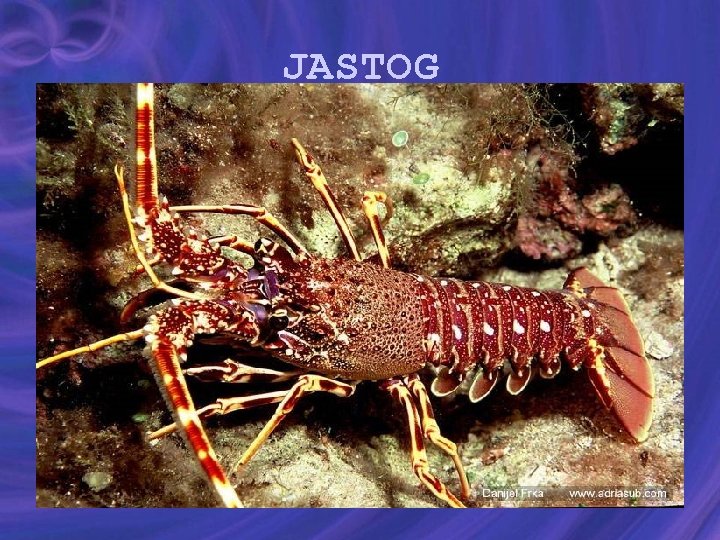 JASTOG 