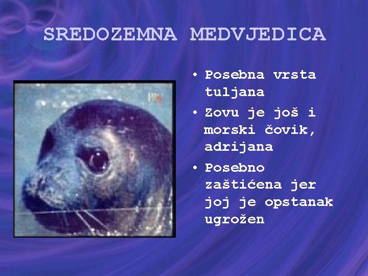 SREDOZEMNA MEDVJEDICA • Posebna vrsta tuljana • Zovu je još i morski čovik, adrijana