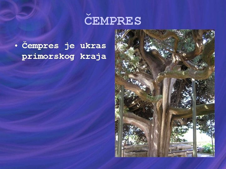 ČEMPRES • Čempres je ukras primorskog kraja 