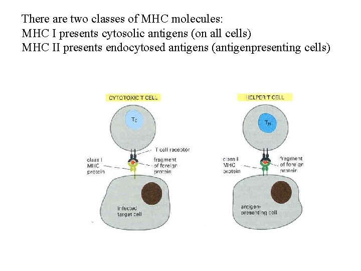 There are two classes of MHC molecules: MHC I presents cytosolic antigens (on all