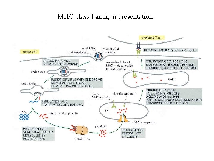 MHC class I antigen presentation 