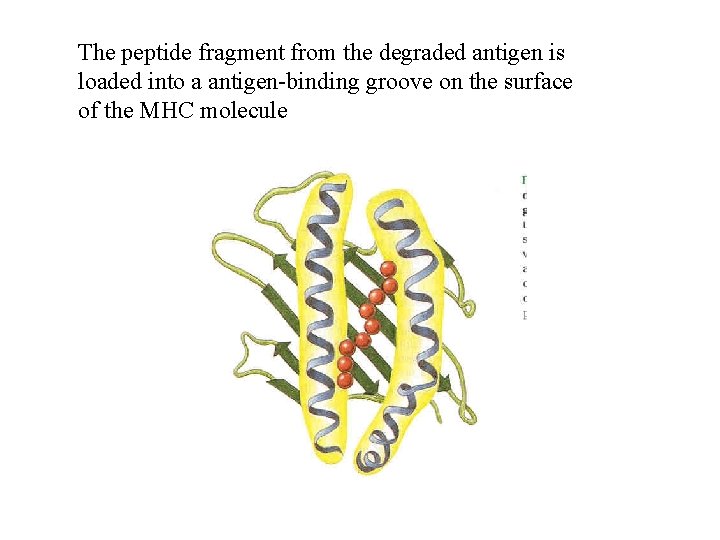 The peptide fragment from the degraded antigen is loaded into a antigen-binding groove on