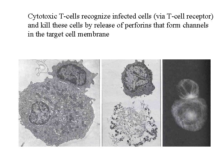 Cytotoxic T-cells recognize infected cells (via T-cell receptor) and kill these cells by release