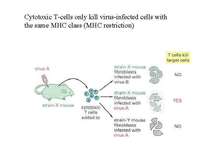 Cytotoxic T-cells only kill virus-infected cells with the same MHC class (MHC restriction) 