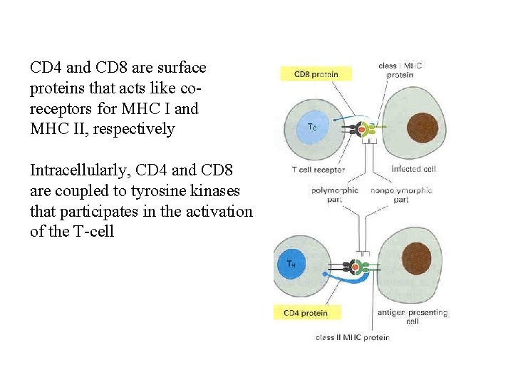 CD 4 and CD 8 are surface proteins that acts like coreceptors for MHC