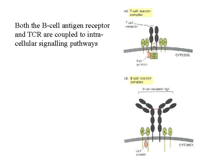 Both the B-cell antigen receptor and TCR are coupled to intracellular signalling pathways 