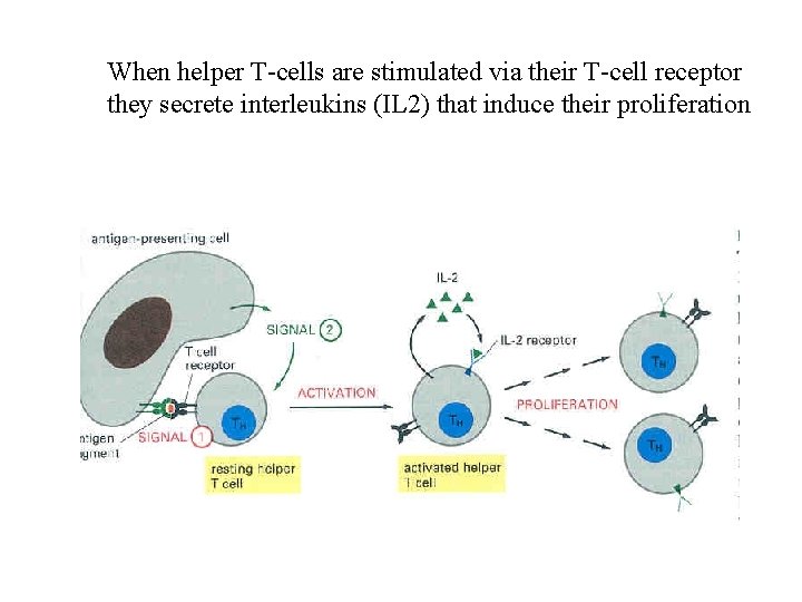 When helper T-cells are stimulated via their T-cell receptor they secrete interleukins (IL 2)