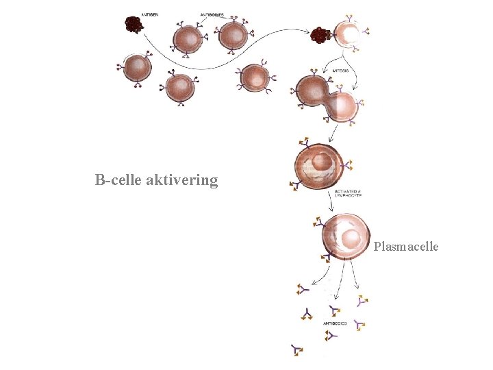 B-celle aktivering Plasmacelle 