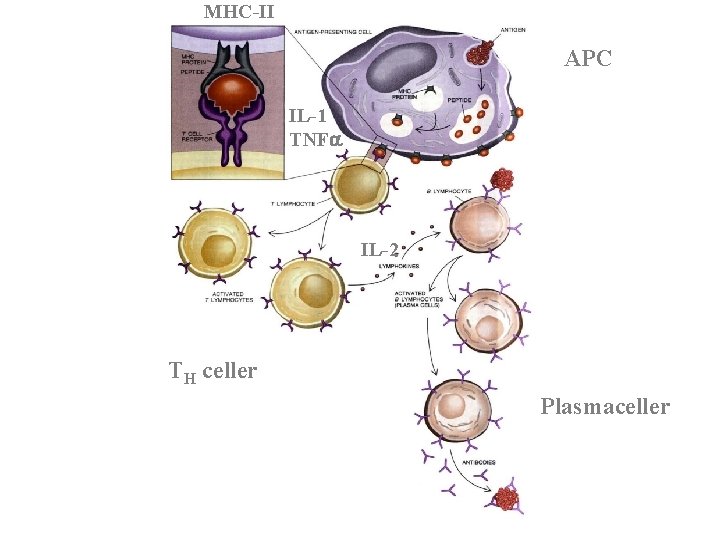 MHC-II APC IL-1 TNF IL-2 TH celler Plasmaceller 